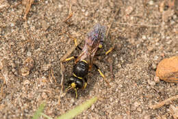 Imagem de Philanthus sanbornii Cresson 1865