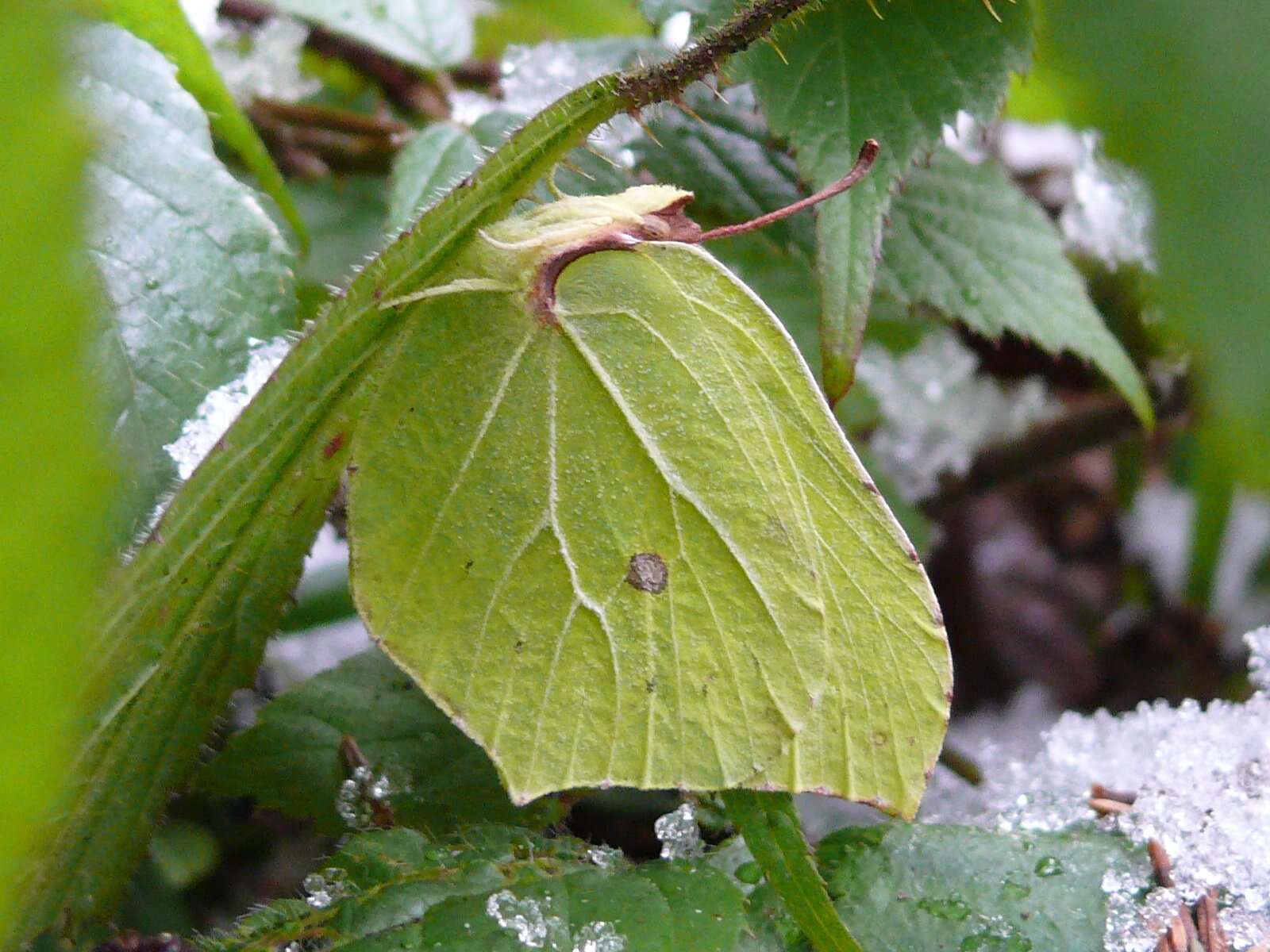 Imagem de Gonepteryx rhamni (Linnaeus 1758)