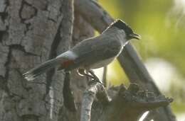 Image of Sooty-headed Bulbul