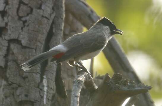 Image of Sooty-headed Bulbul