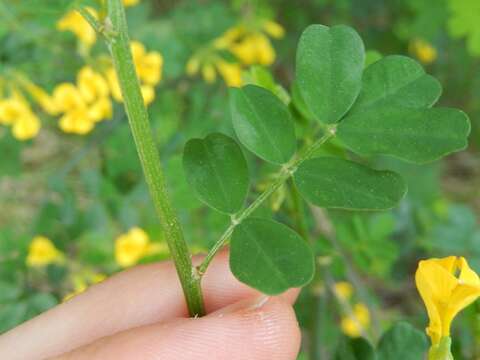 Image of Scorpion Senna