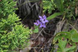 Image of Swertia tetrapetala var. wilfordii (A. Kern.) T. N. Ho