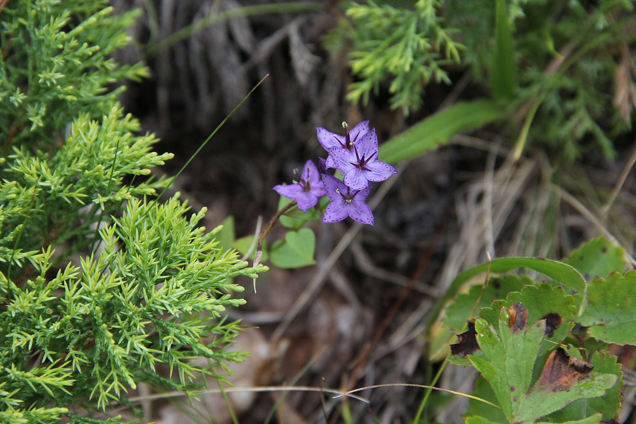 Image of Swertia tetrapetala var. wilfordii (A. Kern.) T. N. Ho