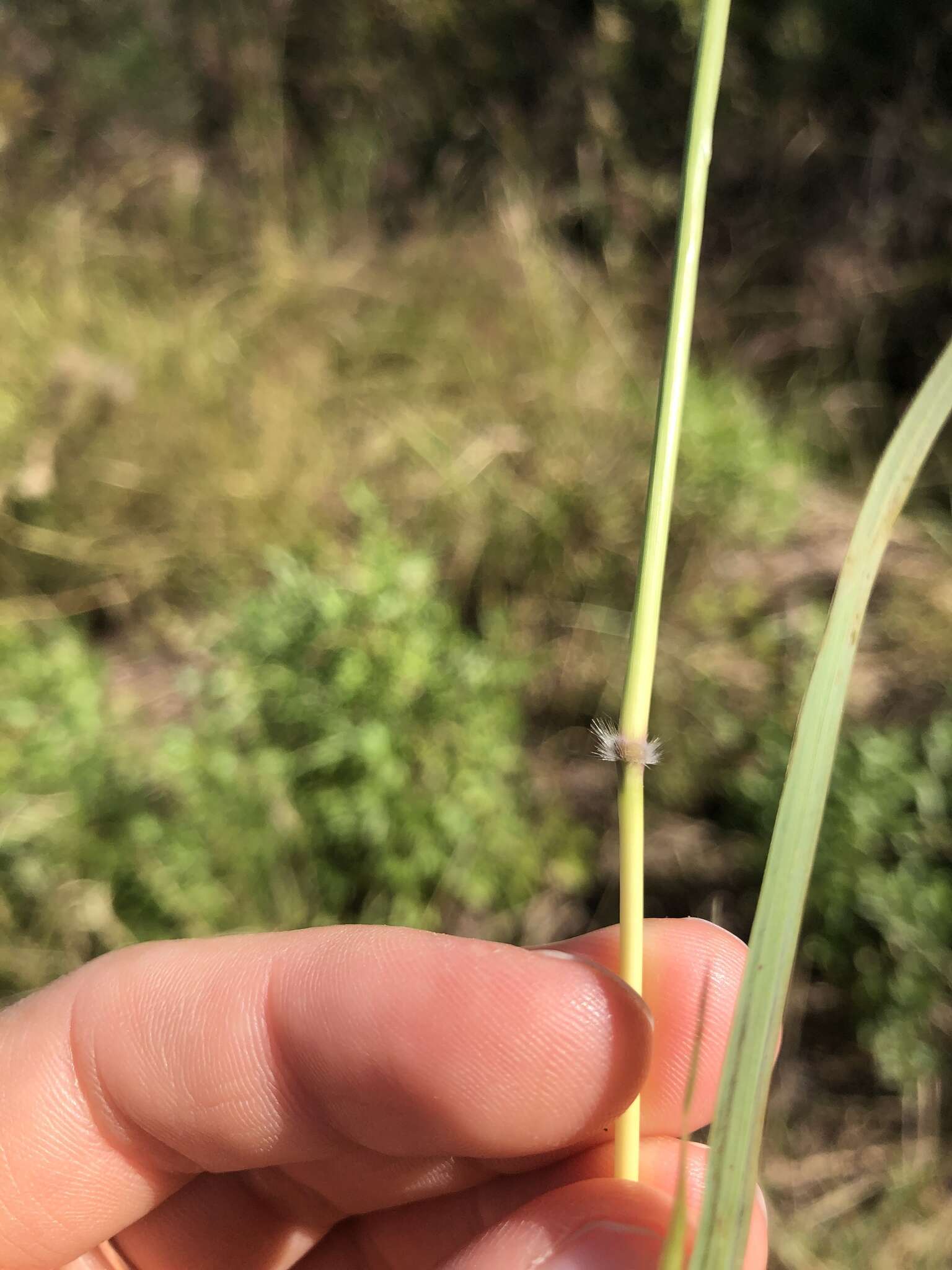 Image of Caucasian bluestem