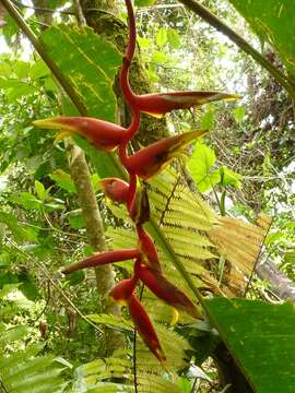 Image of Heliconia rauliniana Barreiros