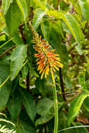 Слика од Kniphofia laxiflora Kunth