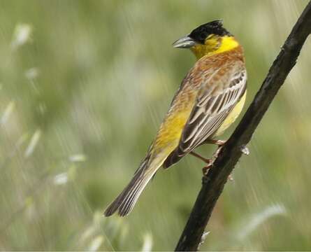 Image of Black-headed Bunting