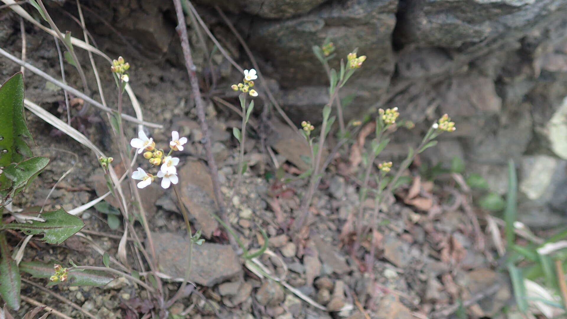 Image of boreal draba