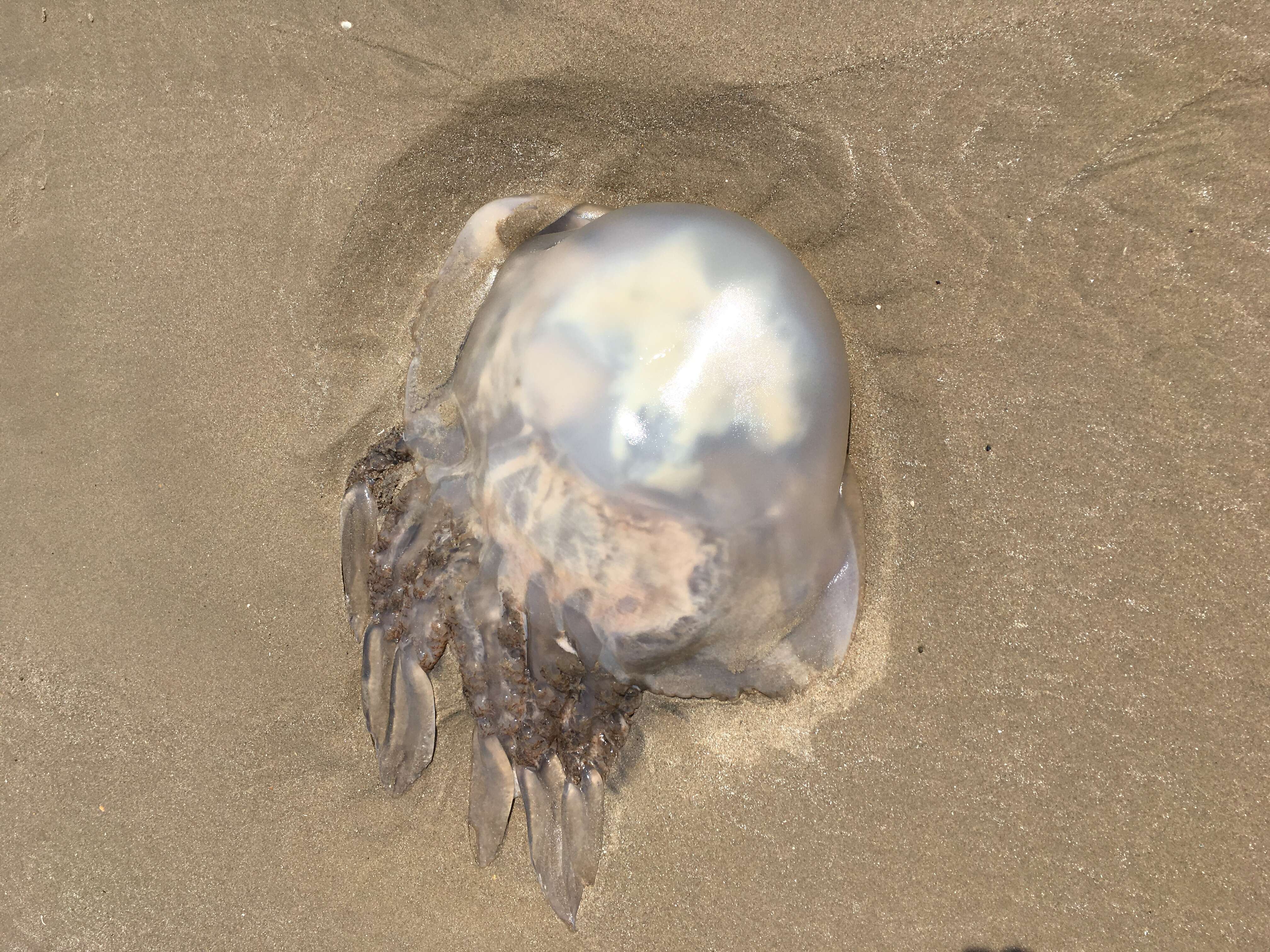 Image of barrel jellyfish