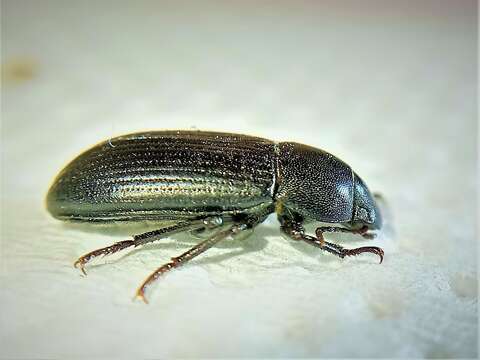 Image of Darkling beetle