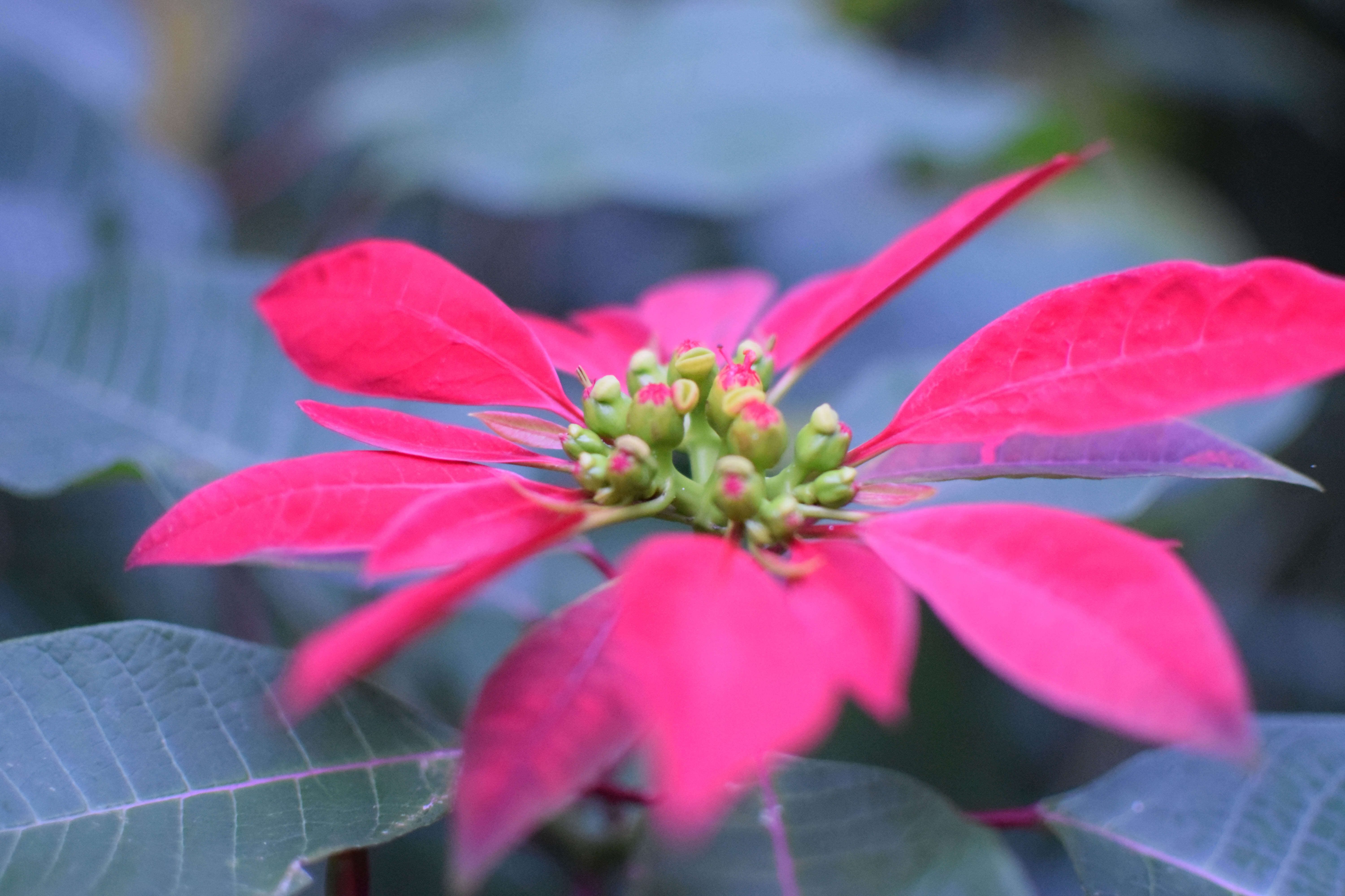 Image of poinsettia