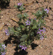 Image of hooked pincushionplant