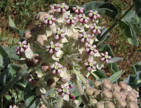 Image of woollypod milkweed