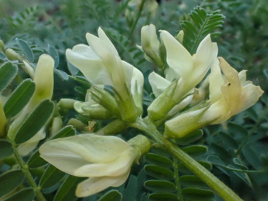 Plancia ëd Astragalus accidens var. hendersonii (S. Wats.) M. E. Jones