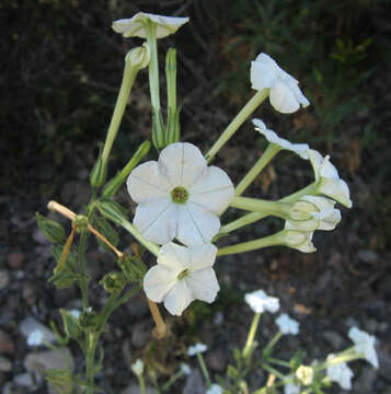 Image of manyflower tobacco