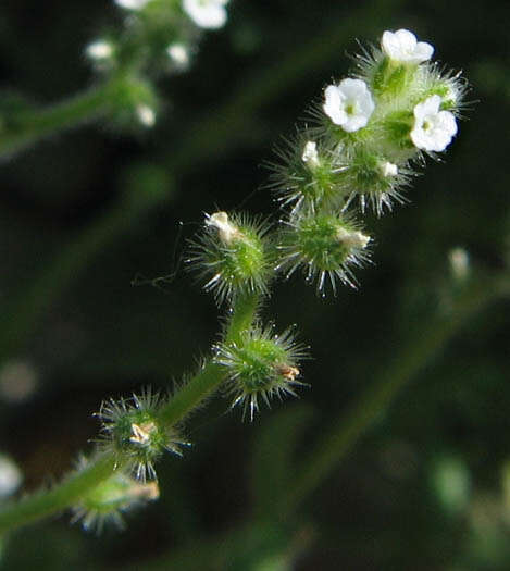 Image of pygmyflower cryptantha