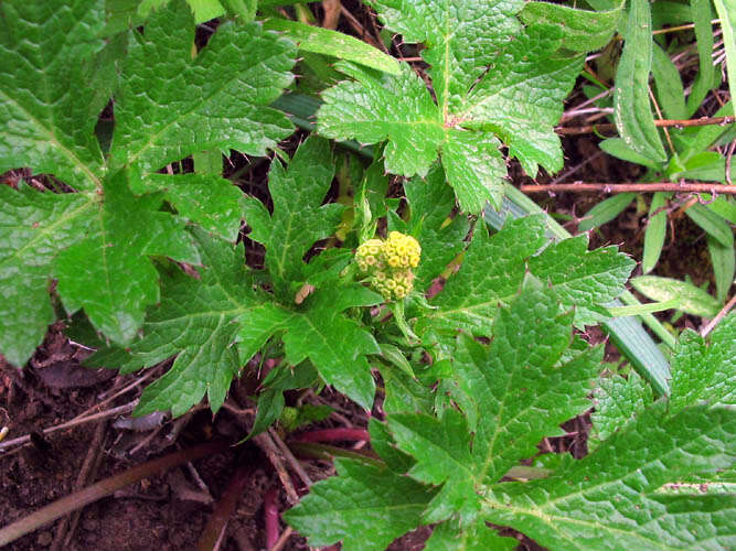 Image of Pacific blacksnakeroot