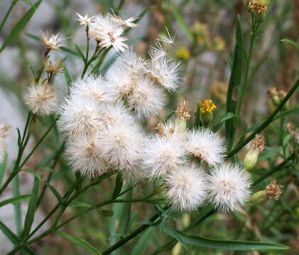 Image of Plummer's baccharis