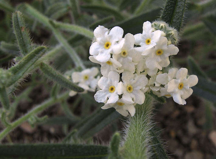 صورة Cryptantha muricata (Hook. & Arn.) A. Nels. & Macbr.