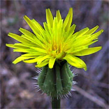 Image of prickly golden-fleece