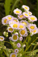 Image of Philadelphia fleabane