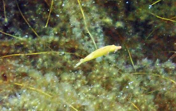 Image of Sharp-nose rockwhiting