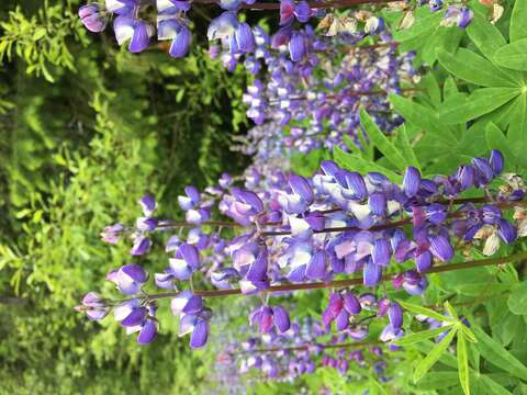 صورة Lupinus arcticus S. Watson