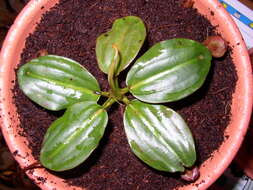 Image of Giant Malaysian Pitcher Plant