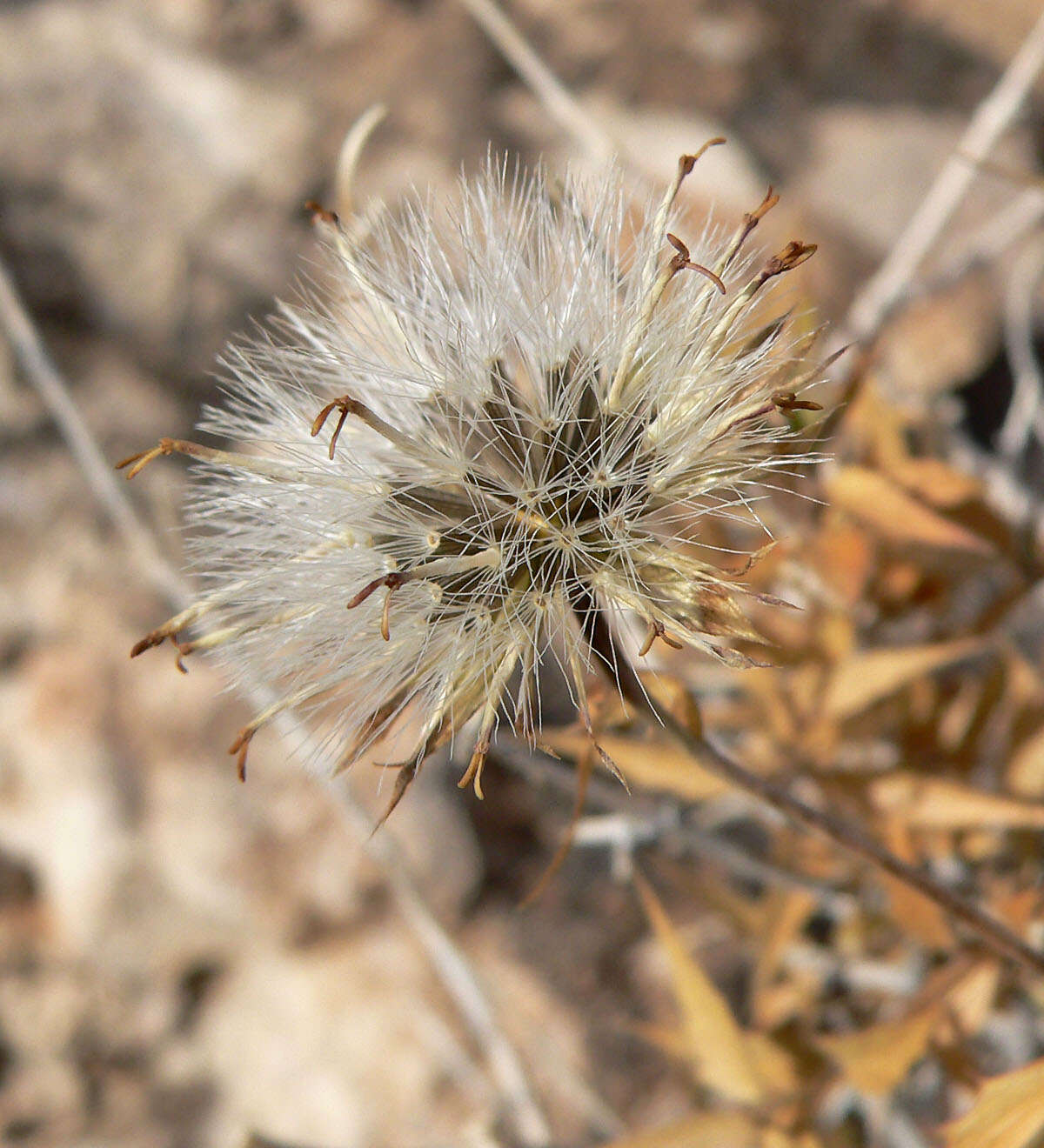 Image of spearleaf brickellbush