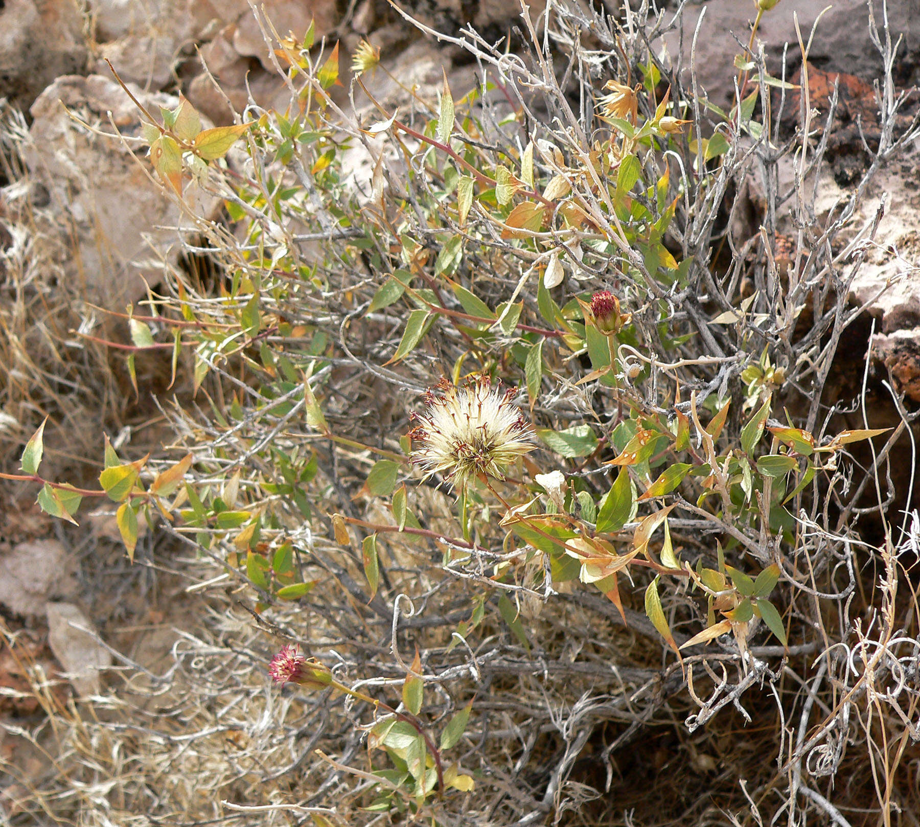 Image of spearleaf brickellbush