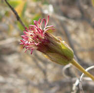 Image of spearleaf brickellbush