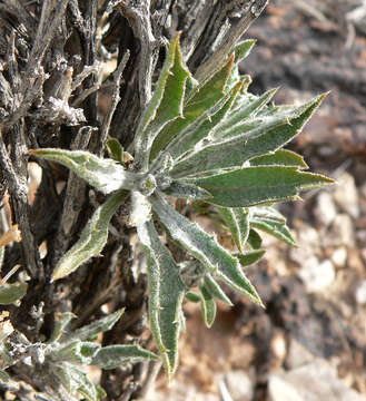 Image de Xylorhiza tortifolia (Torr. & A. Gray) Greene