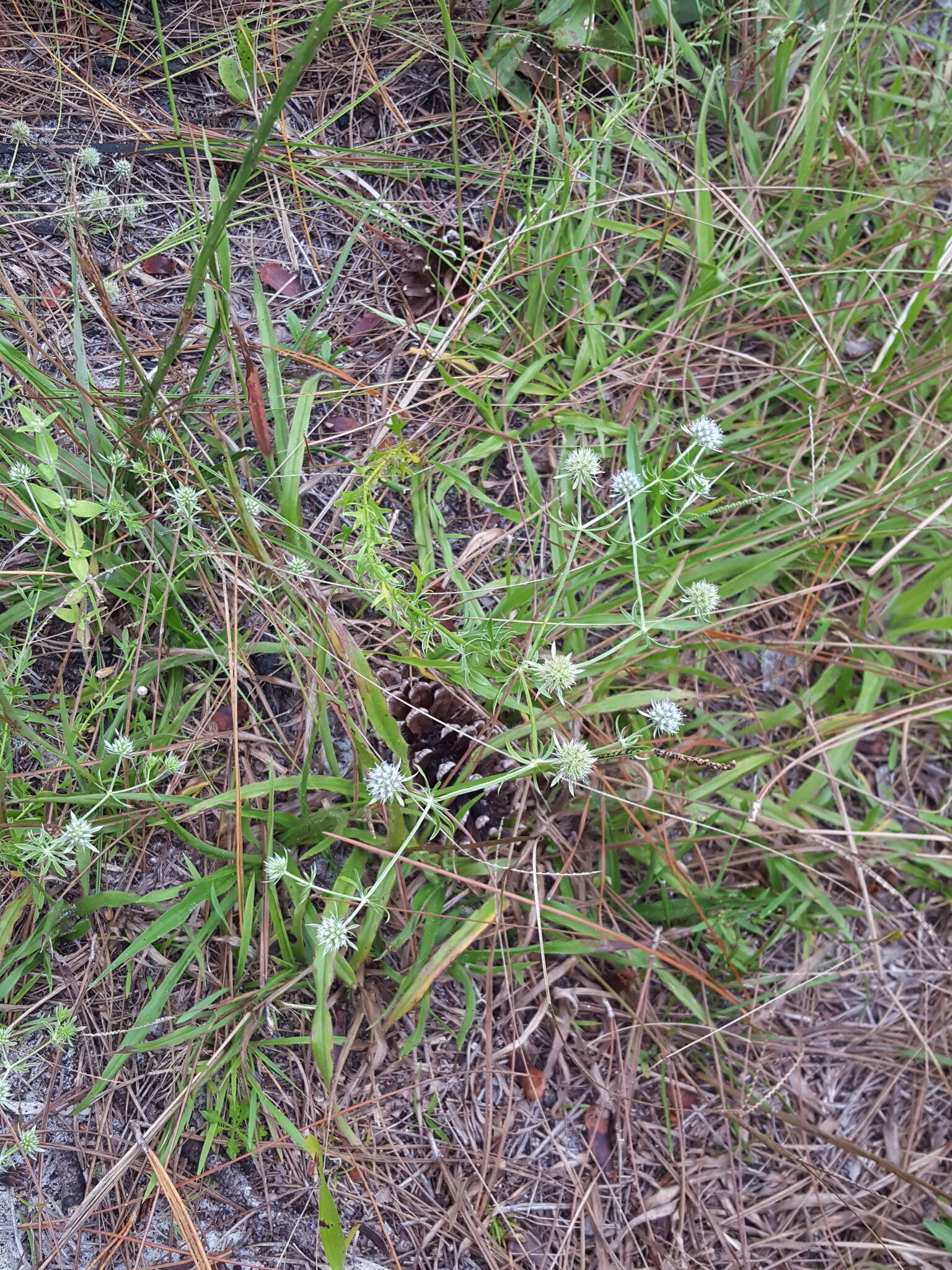 Eryngium aromaticum Baldw. resmi