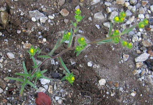 Слика од Madia exigua (Sm.) Greene