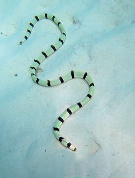 Image of Banded snake eel