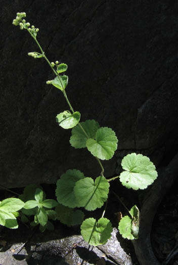 Image of roundleaf brookfoam