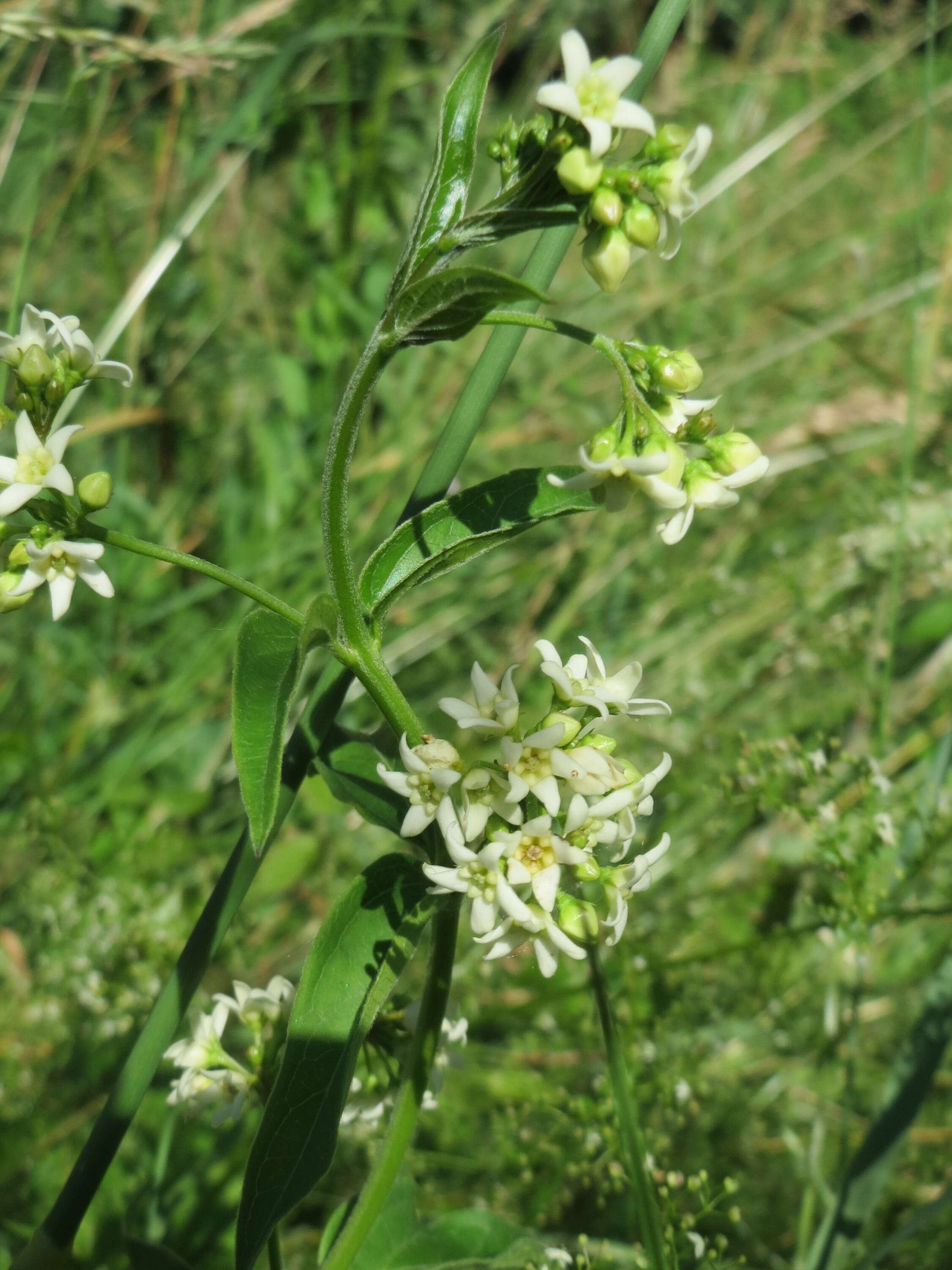 Image of common vincetoxicum