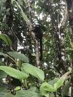 Image of brown-mantled tamarin