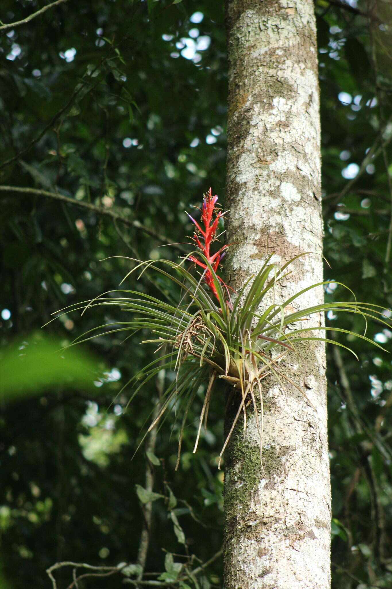 Sivun Tillandsia variabilis Schltdl. kuva