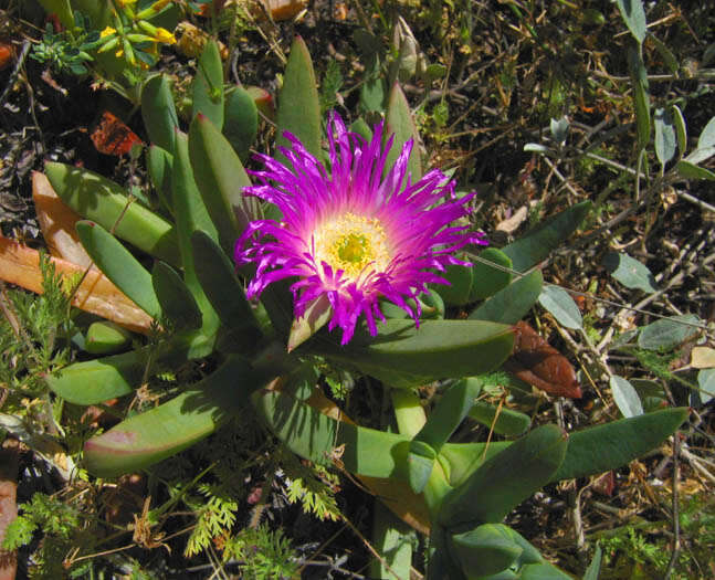 Image of ice plant