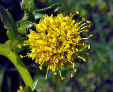 Image of sharptooth blacksnakeroot