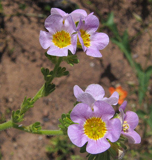 Image of scorpionweed