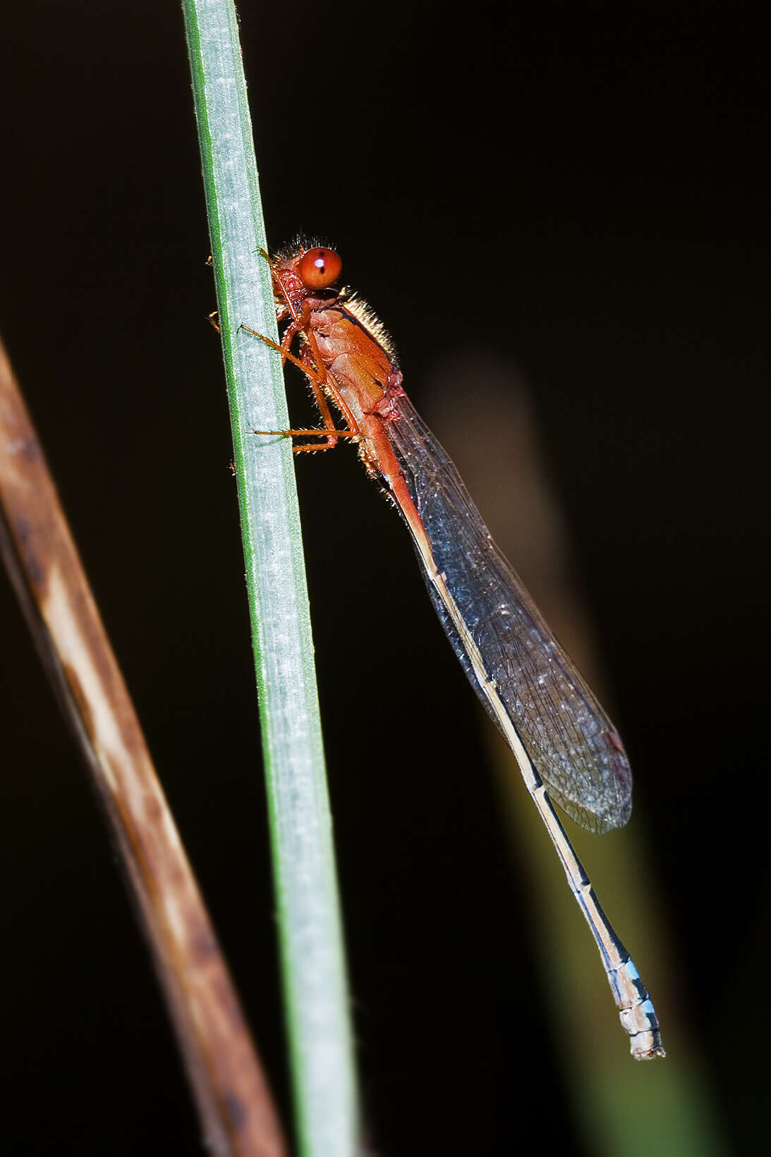 Image of Xanthagrion Selys 1876