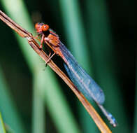 Image of Xanthagrion Selys 1876