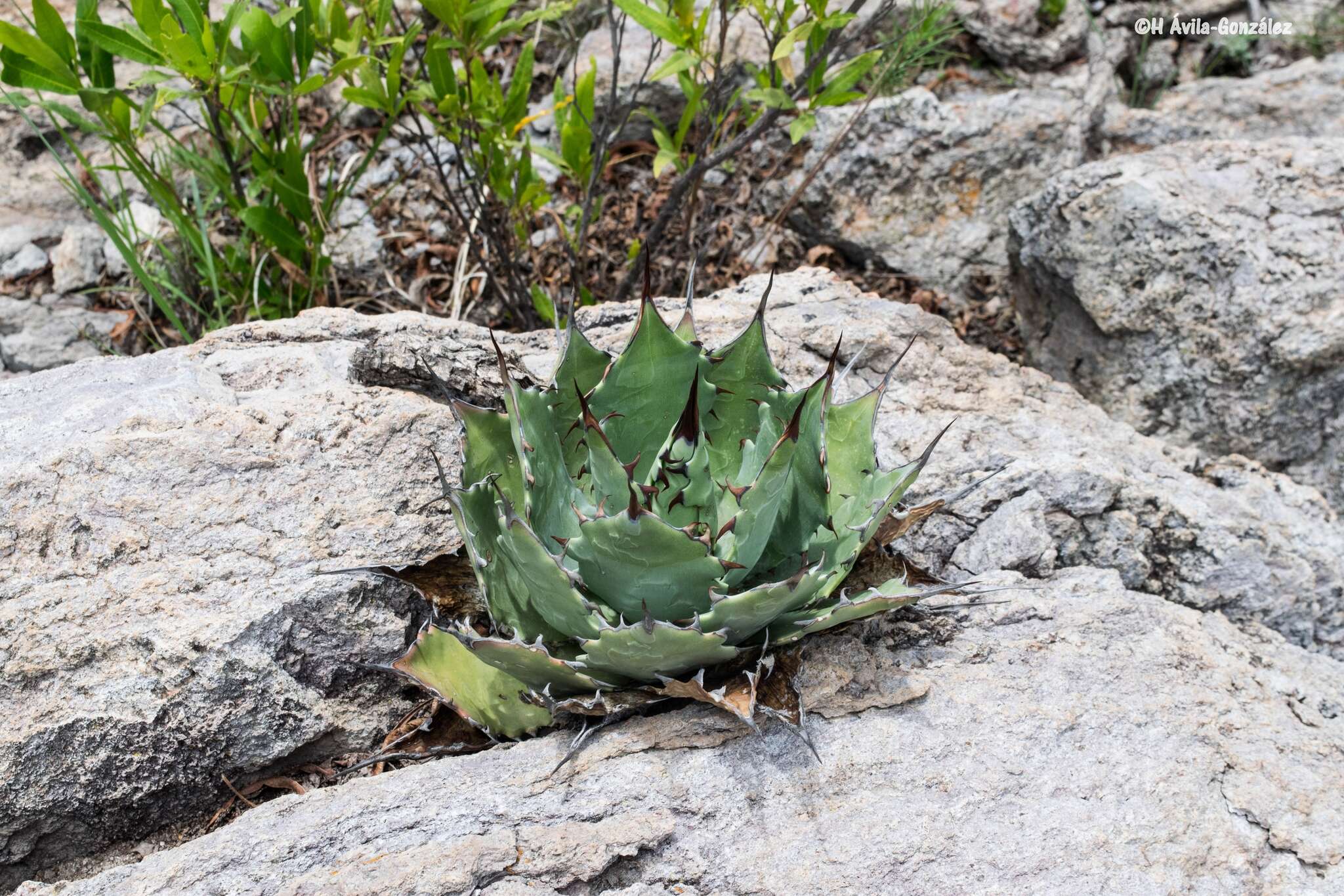 Image of Agave shrevei subsp. shrevei