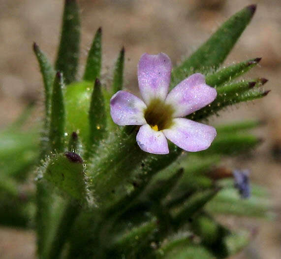 Image of slender phlox