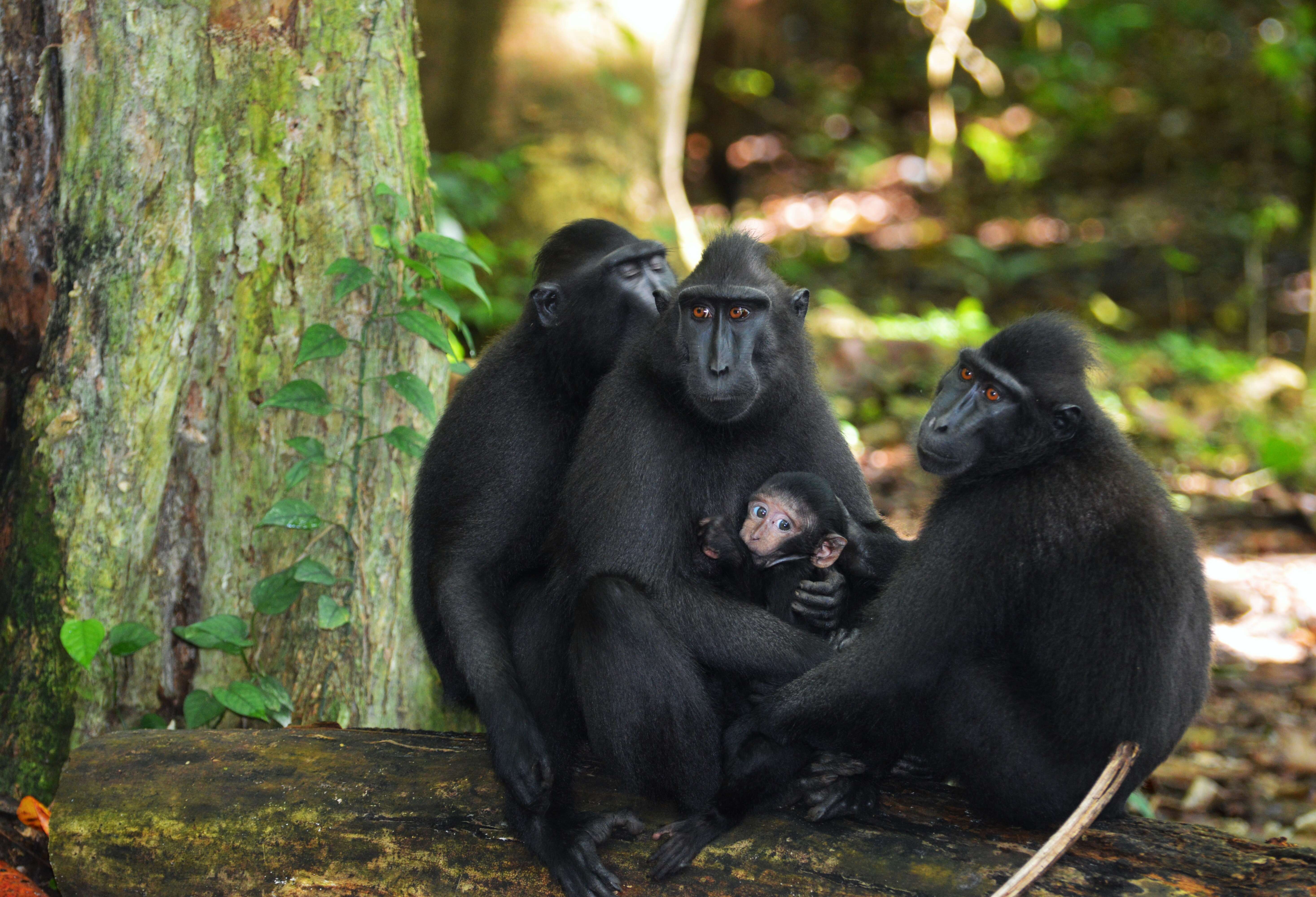 Image of Celebes crested macaque