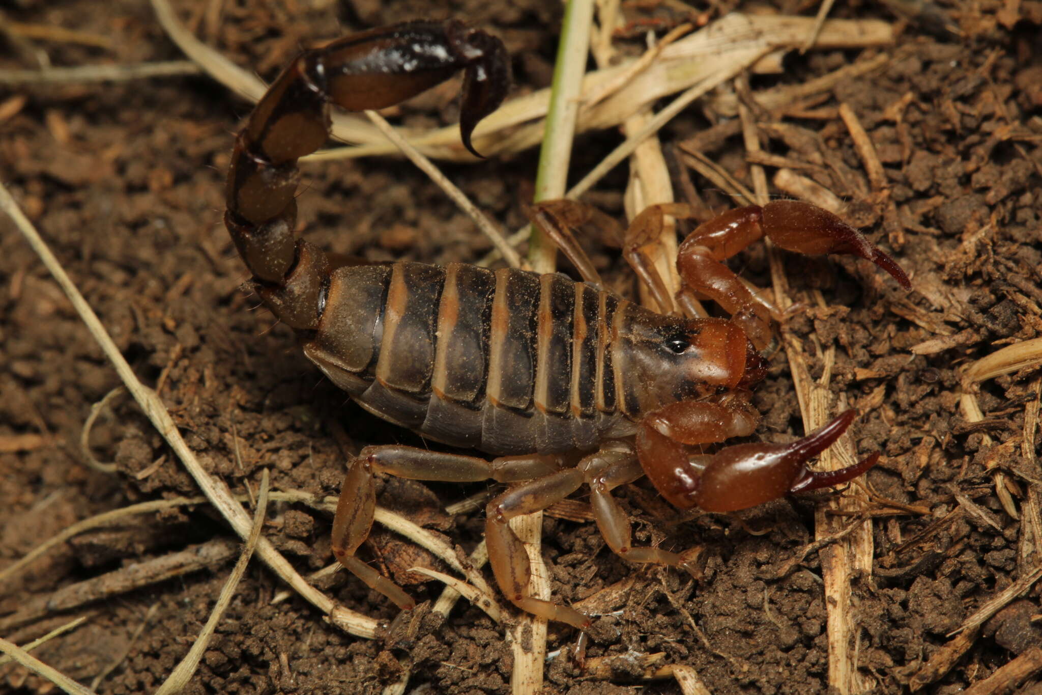 Image of Bothriurus prospicuus Mello-Leitão 1932