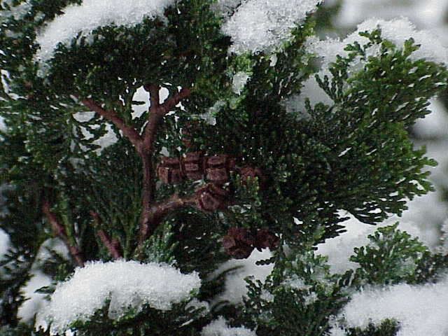 Image of Hinoki Cypress