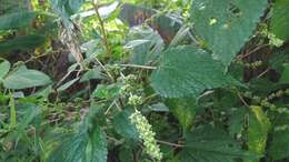 Image of Hawaii Wood-Nettle